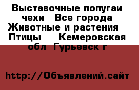 Выставочные попугаи чехи - Все города Животные и растения » Птицы   . Кемеровская обл.,Гурьевск г.